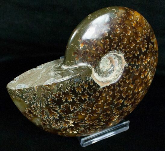 Wide Cleoniceras Ammonite - Madagascar #5243